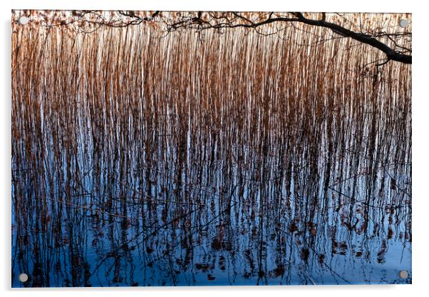 Reed at a lakesite near Viborg in Denmark Acrylic by Frank Bach