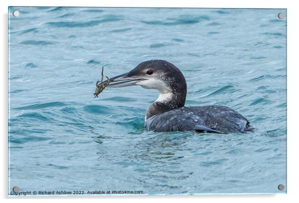 Great Northern Diver with crab Acrylic by Richard Ashbee