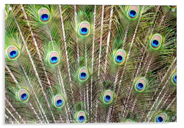 Peacock Feathers Acrylic by Richard Ashbee