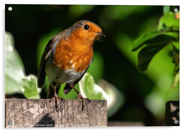 The inquisitive Robin Acrylic by Richard Ashbee