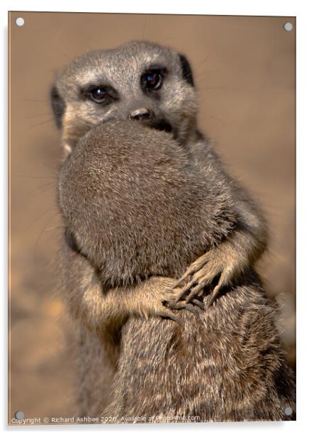 Meerkat love Acrylic by Richard Ashbee