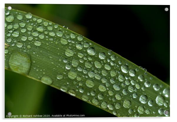 Water droplet on a blade of grass Acrylic by Richard Ashbee