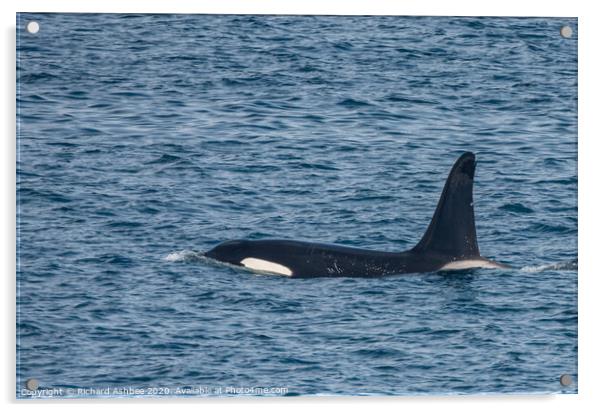 Orca -Killer whale Shetland Acrylic by Richard Ashbee