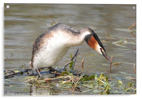 Great Crested Grebe Acrylic by Richard Ashbee