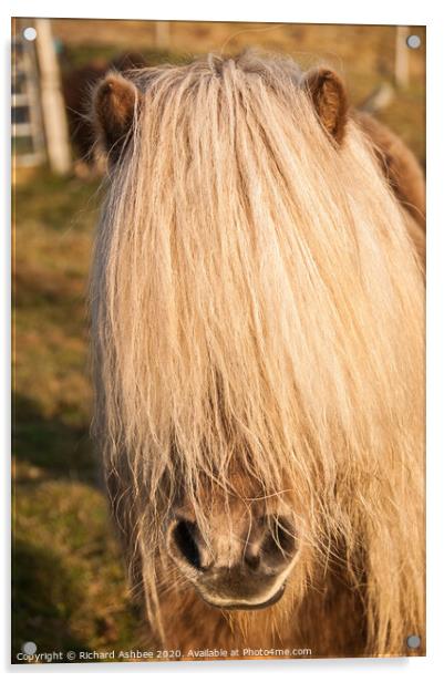 A hairy Shetland Pony Acrylic by Richard Ashbee