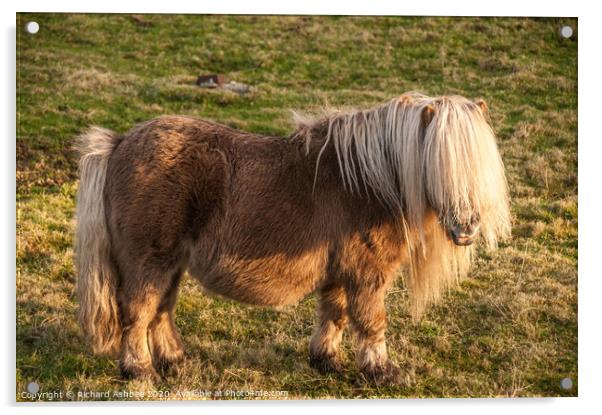 Shetland Pony with cream forelock Acrylic by Richard Ashbee
