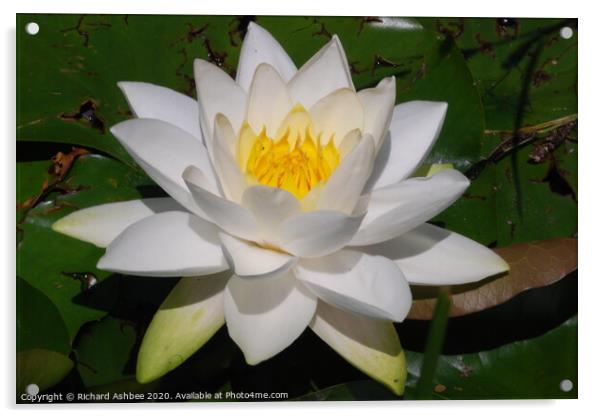 White water lily Acrylic by Richard Ashbee