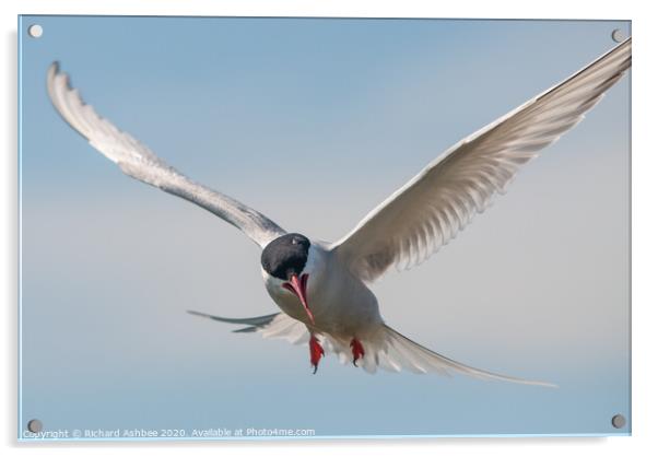 Arctic tern attack Acrylic by Richard Ashbee