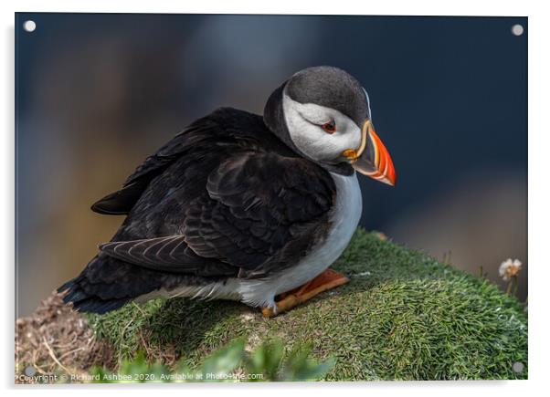 Shetland Puffin resting on a cliff ledge Acrylic by Richard Ashbee