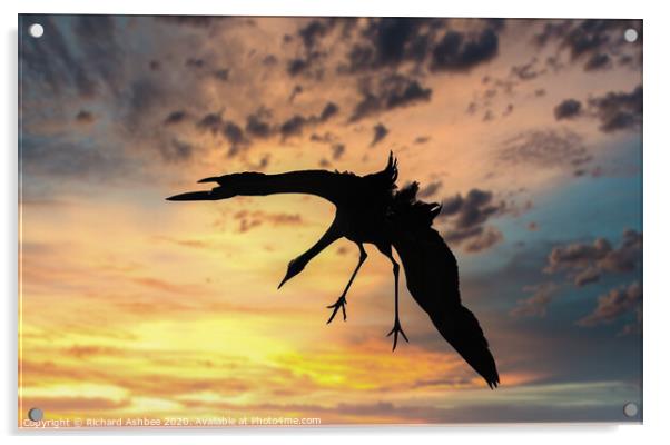 Common Crane landing at Sunset in Norfolk Acrylic by Richard Ashbee