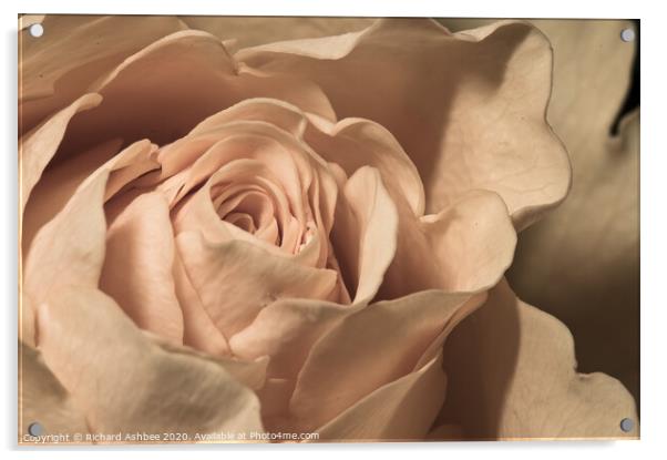 Close up of a peach Rose  Acrylic by Richard Ashbee