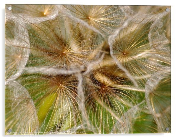 Close up of a dandelion clock head Acrylic by Richard Ashbee