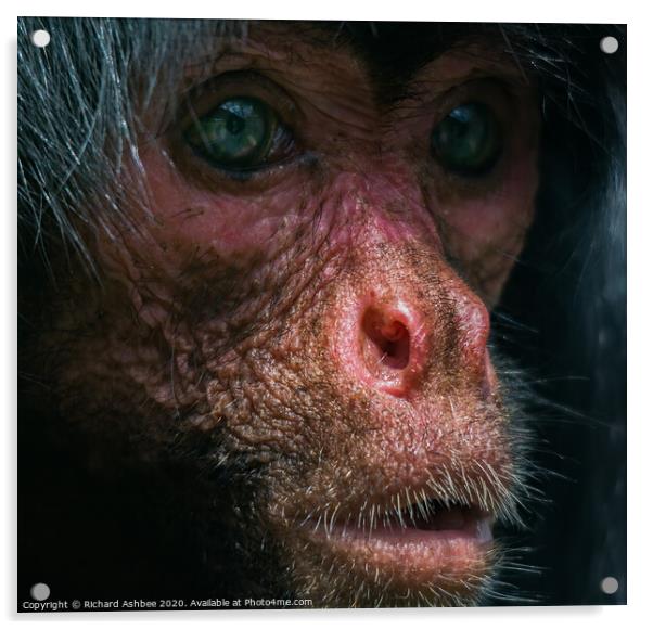 Human like portrait of a monkey Acrylic by Richard Ashbee