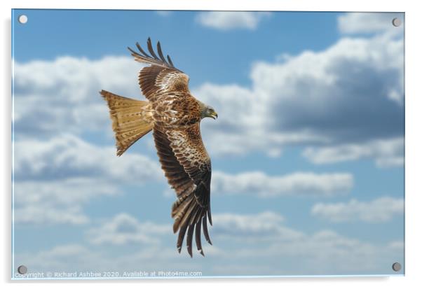 English Red Kite in flight Acrylic by Richard Ashbee