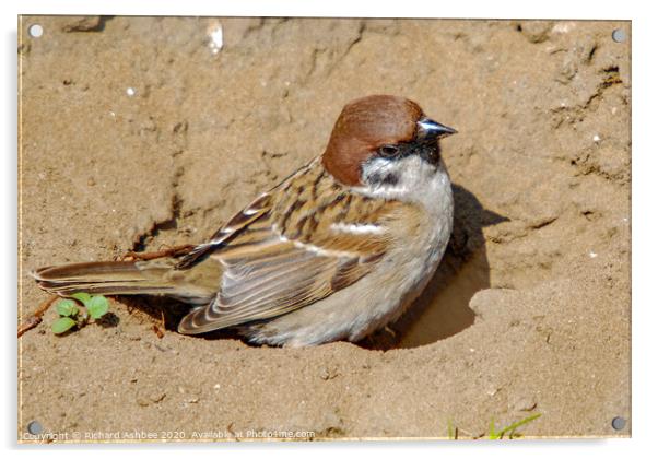 Tree Sparrow in dust bath Acrylic by Richard Ashbee
