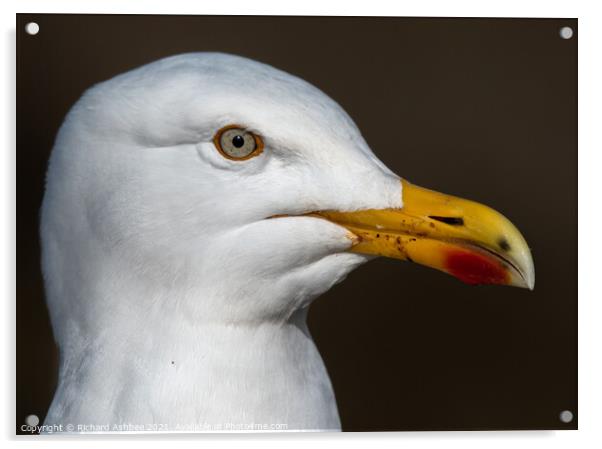 Herring Gull Close up Acrylic by Richard Ashbee