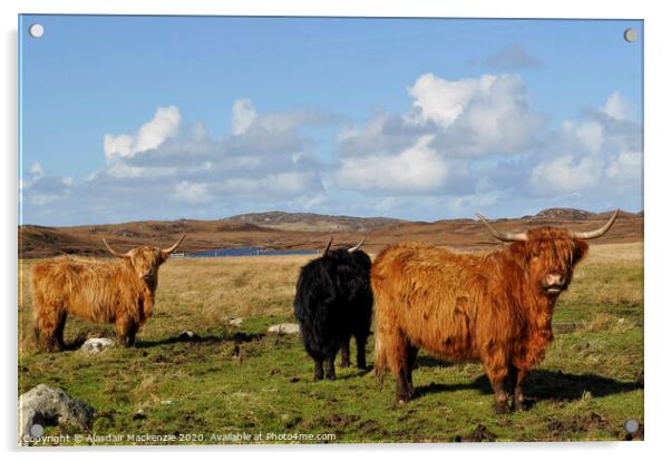 Highland Cattle in Bernera, Isle of Lewis Acrylic by Alasdair Mackenzie