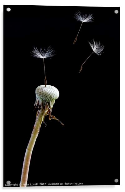 Dandelion Seeds Acrylic by Peter Lovatt  LRPS