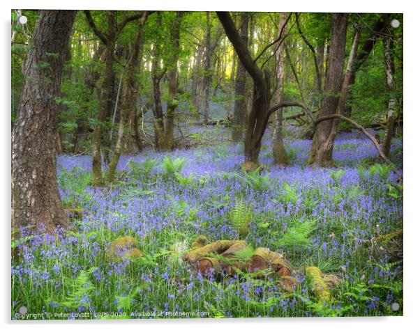 An Image of a Bluebell Wood in Spring Acrylic by Peter Lovatt  LRPS