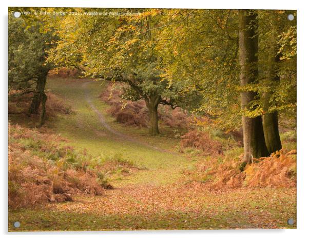 A woodland path in Autumn in the New Forest, Hampshire, UK Acrylic by Peter Barber