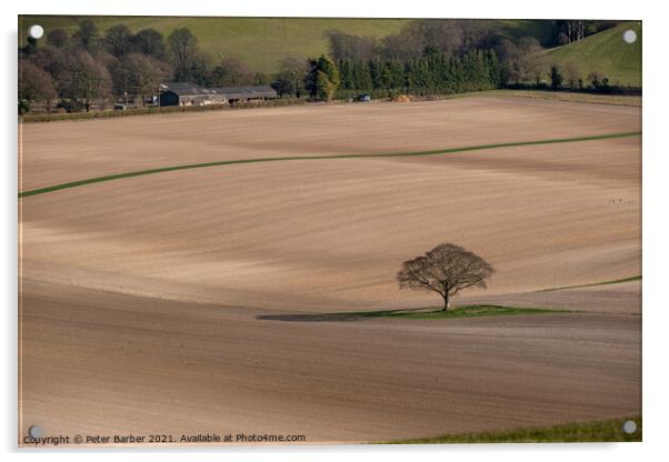 Lone tree in bare fields on the South Downs Acrylic by Peter Barber