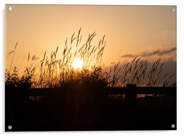 Silhouetted grass at sunset Acrylic by Peter Barber