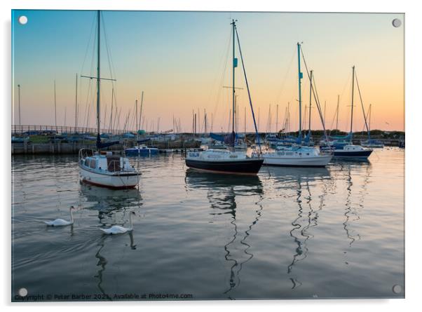 The Swans in the Harbour at sunset Acrylic by Peter Barber