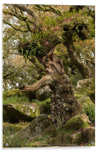 Interesting tree in Wistmanns Wood Dartmoor Acrylic by Peter Barber