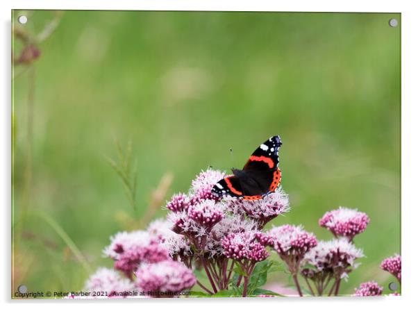 Red Admiral Acrylic by Peter Barber