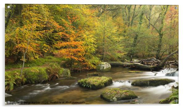 Autumn colours in Dewerstone woods Acrylic by Peter Barber