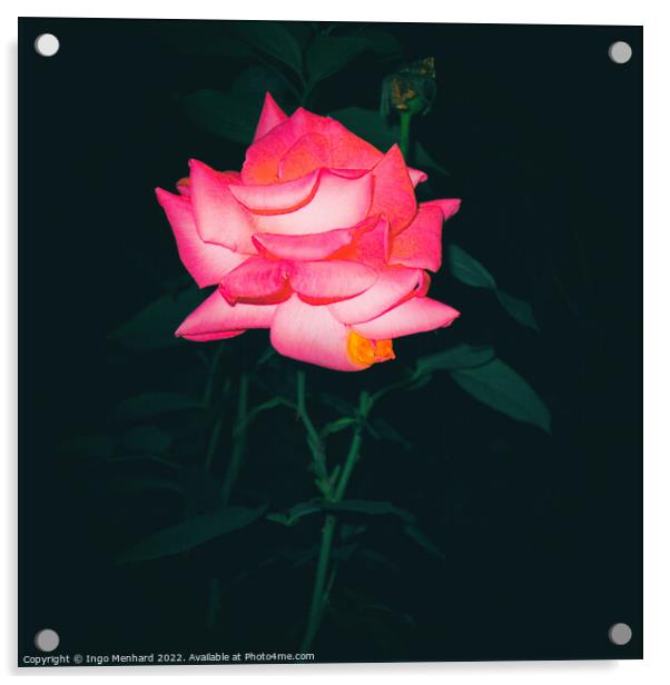 Night rose Acrylic by Ingo Menhard