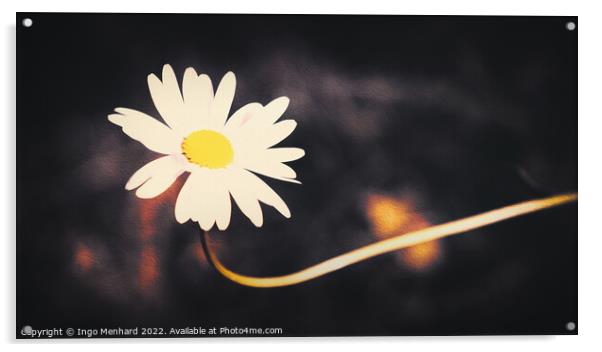 Artful daisy Acrylic by Ingo Menhard