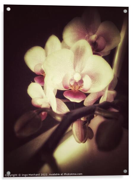 Orchid dreams Acrylic by Ingo Menhard