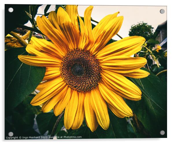 Last sunflower in autumn Acrylic by Ingo Menhard