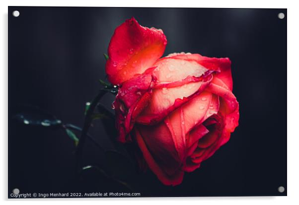 The beauty of a red rose Acrylic by Ingo Menhard