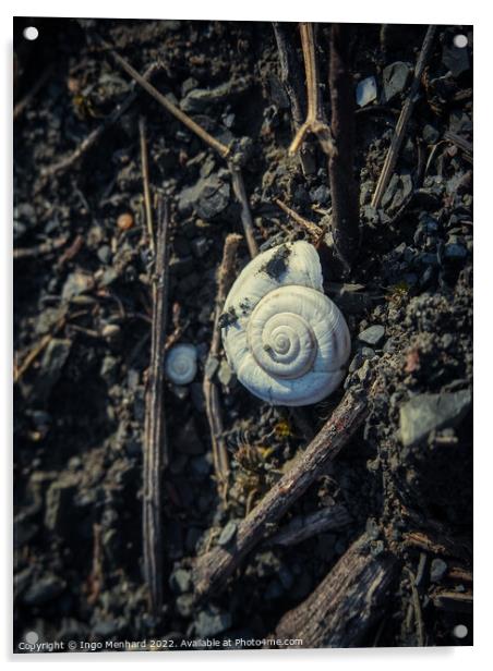 Snail shell lying on the ground Acrylic by Ingo Menhard
