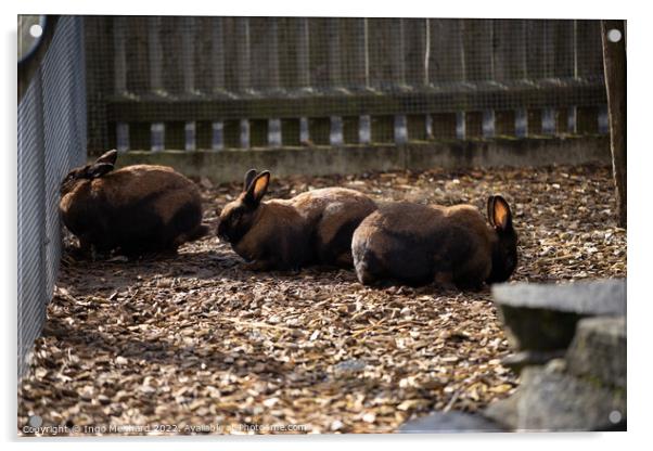 Group of brown rabbits behind a fence Acrylic by Ingo Menhard
