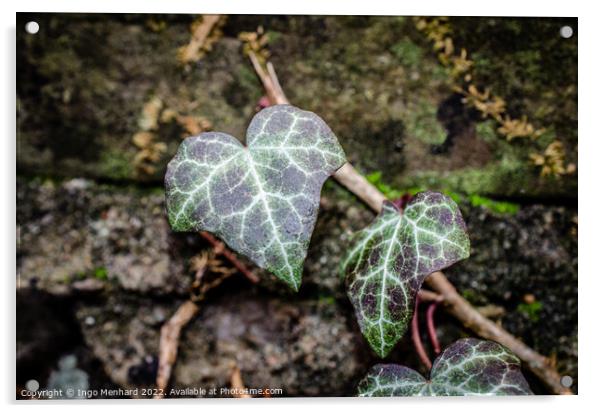 Closeup of  Ivy leaves Acrylic by Ingo Menhard