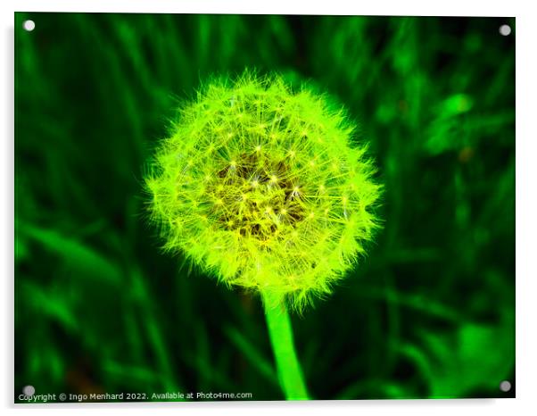 Selective focus shot of white dandelion under green light Acrylic by Ingo Menhard