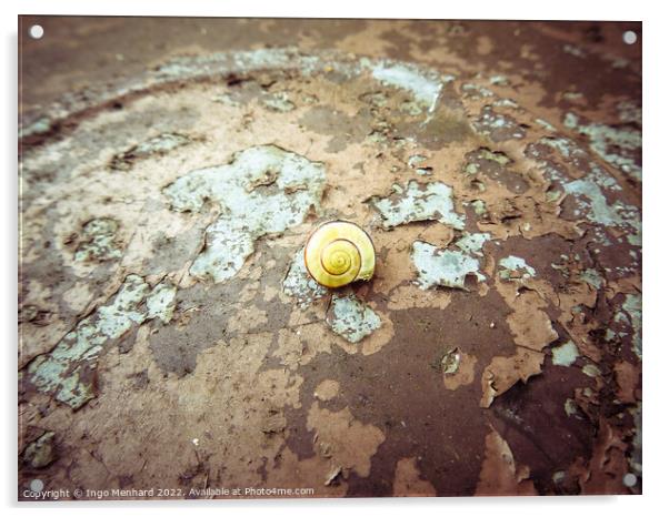 A snail on the ground Acrylic by Ingo Menhard