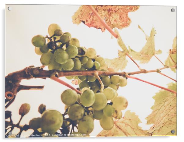 A low angle shot of a grape tree leaves and grapes on a sunny day Acrylic by Ingo Menhard