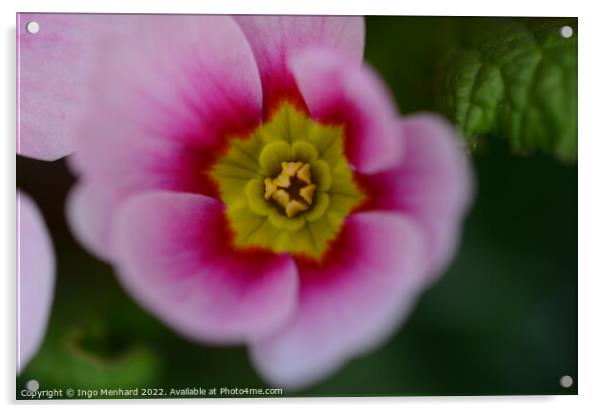 Closeup shot of a pink Primula vulgaris Acrylic by Ingo Menhard