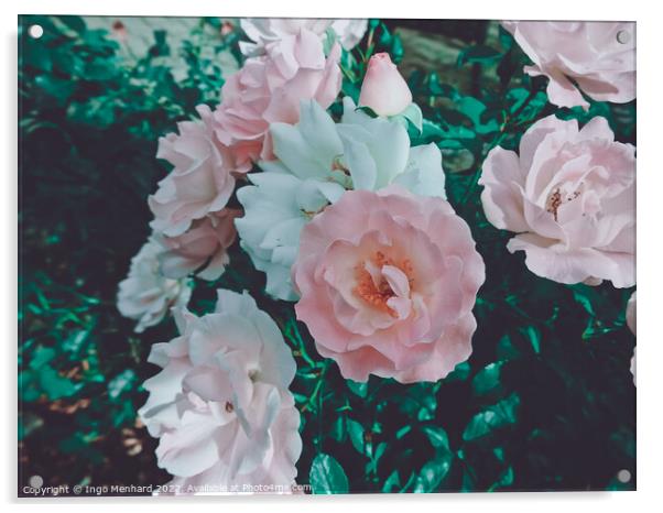 Closeup shot of roses on a bush Acrylic by Ingo Menhard