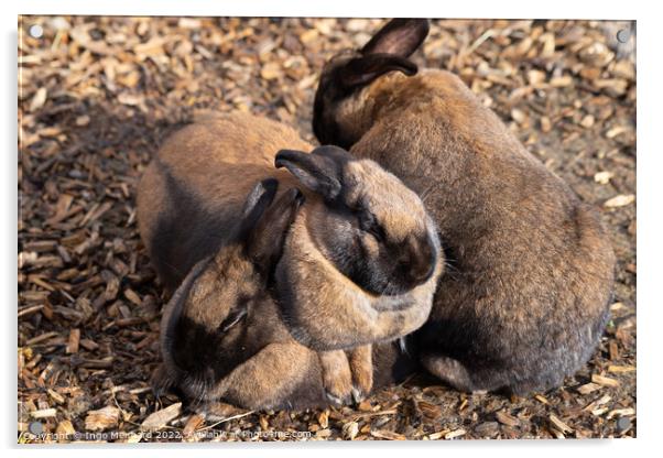 Selective focus shot of adorable brown rabbits cuddling together Acrylic by Ingo Menhard