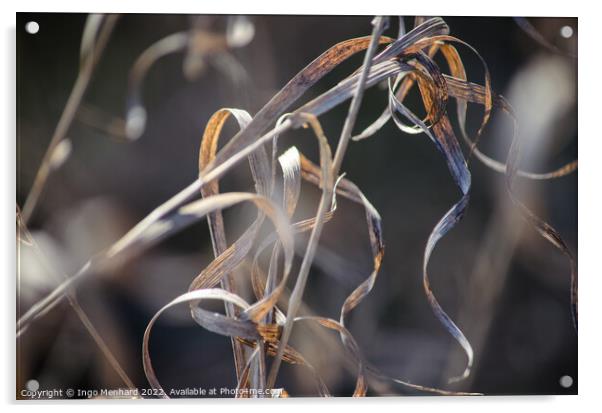 Selective focus shot of a dry plant under a sunlight Acrylic by Ingo Menhard
