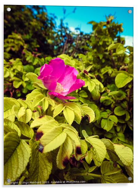 A vertical shot of a beautiful pink rose hip flower on the bush under the sunlight Acrylic by Ingo Menhard
