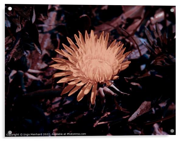 Yellow dandelion in a garden Acrylic by Ingo Menhard