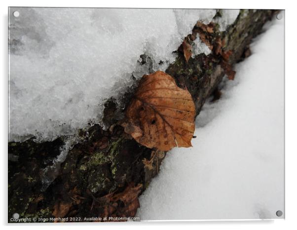 Closeup of the tree bark covered in snow and fallen brown leaves in winter Acrylic by Ingo Menhard