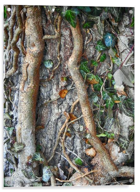 Adventitious roots with a stem of ivy growing on a tree Acrylic by Ingo Menhard