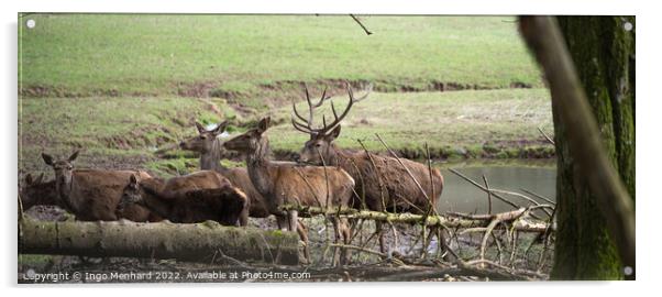 Selective focus shot of deers in their natural habitat Acrylic by Ingo Menhard